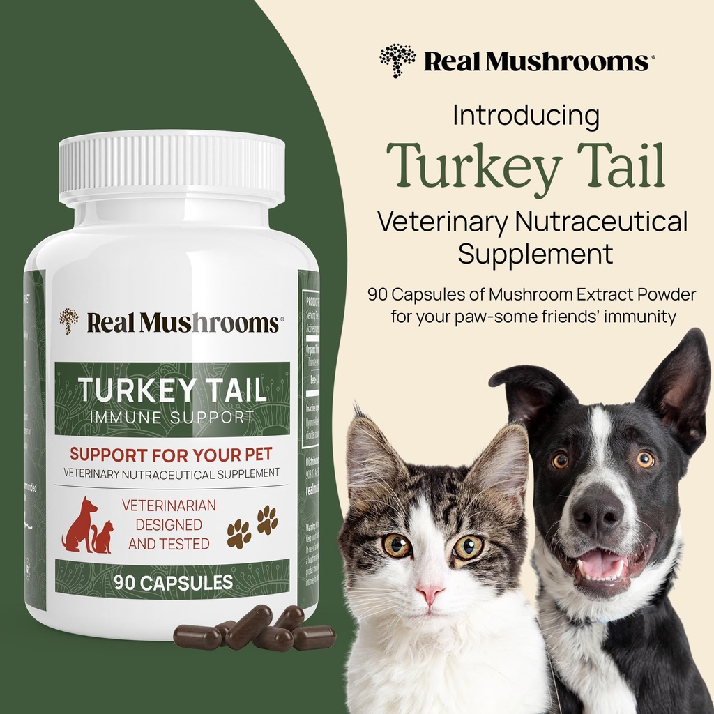 real-mushrooms-turkey-tail-for-humans-pe-6.jpg