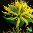 herb-to-body-gentian-root-powder-4oz-wil-2.jpg