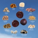 sunmed-all-in-one-mushroom-gummy-supplem-4.jpg