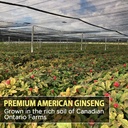 american-ginseng-powder-4-ginsenosides-r-6.jpg