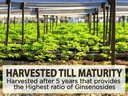 american-ginseng-powder-4-ginsenosides-r-4.jpg