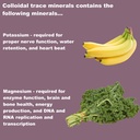 lifelink-s-colloidal-trace-minerals-100--71eW1X4pg+L.jpg