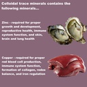 lifelink-s-colloidal-trace-minerals-100--715ySYW5oDL.jpg