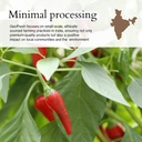 geo-fresh-organic-cayenne-pepper-powder--61AcQyE17EL.jpg