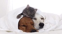i-love-my-pets-llc-dog-skin-supplements--4.jpg