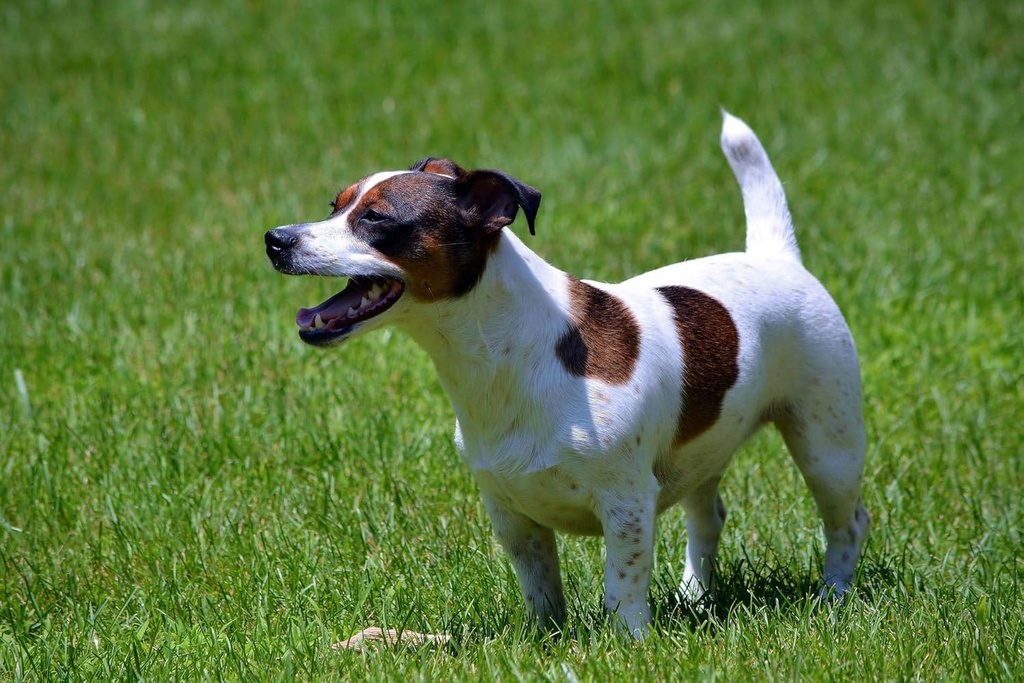dog-probiotics-and-digestive-enzymes-pow-4.jpg