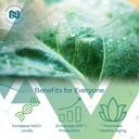 nootropics-depot-nadh-chlorophyll-10mg-c-3.jpg