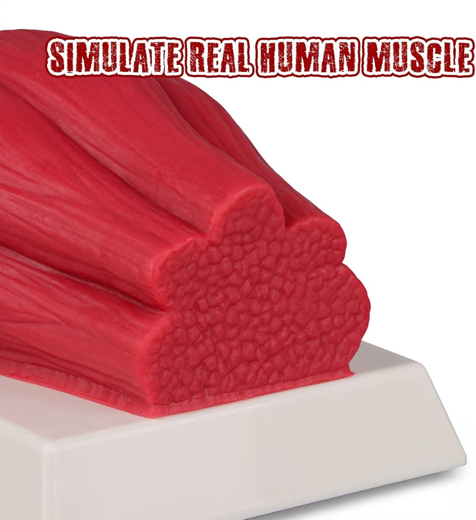 simcoach-human-body-fat-muscle-replica-5-2.jpg