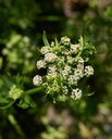 herb-pharm-certified-organic-celery-seed-3.jpg