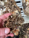 hodgins-harvest-reishi-turkey-tail-tinct-4.jpg