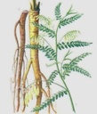 forest-corner-astragalus-root-x-large-sl-2.jpg