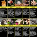 the-enclare-nutrition-mushroom-supplemen-6.jpg